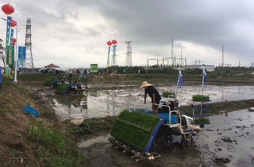 海南向种图强 一粒种子 芯 又 新